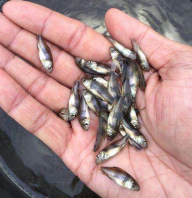 四川中華胭脂魚（黃排魚）養殖技術詳解