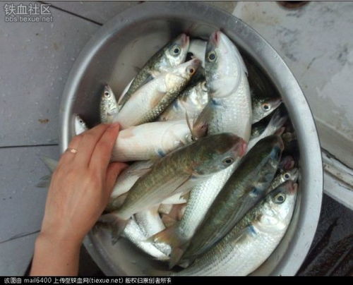 鯔魚人工繁殖技術與水質改良劑研發的協同發展