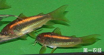 南美水族瑰寶 金光閃閃的金線鼠魚及其水質改良劑研發