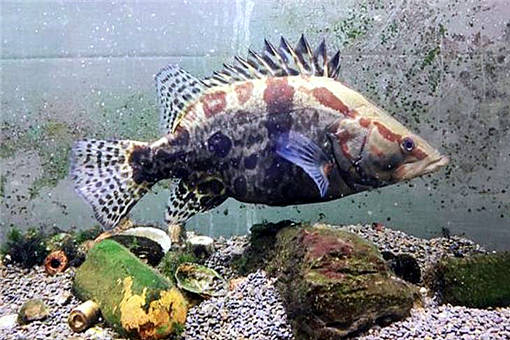 鱖魚養(yǎng)殖 2020年市場價(jià)格、養(yǎng)殖前景、技術(shù)革新與水質(zhì)管理