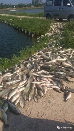 超40℃熱害席卷22省，魚類養(yǎng)殖如何破局求生？