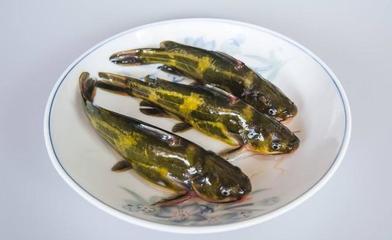 黃顙魚高效養(yǎng)殖技術(shù)要點(diǎn)詳解