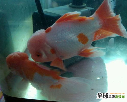 魚爛尾的成因分析與水質(zhì)改良劑研發(fā)新進展