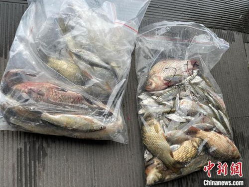 浙江杭州西湖首次系統(tǒng)摸底魚類多樣性，初步發(fā)現(xiàn)10余個品種，生態(tài)養(yǎng)護與養(yǎng)殖技術(shù)協(xié)同發(fā)展引關(guān)注